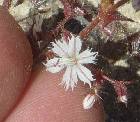 High Resolution Mucronea perfoliata Flower